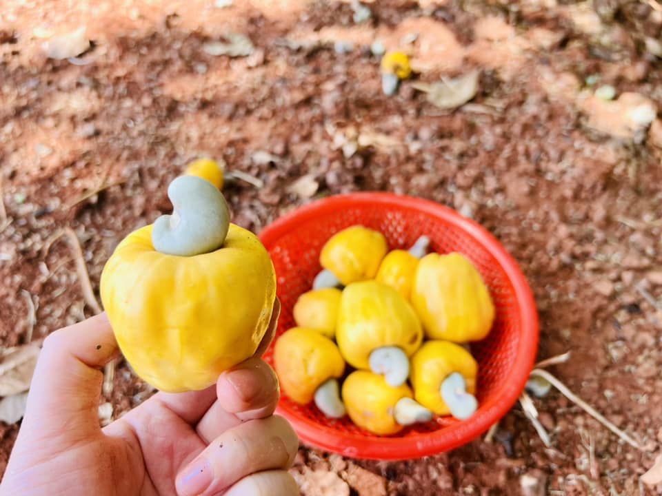 Tác dụng của Quả điều - Cây Điều Bình Phước