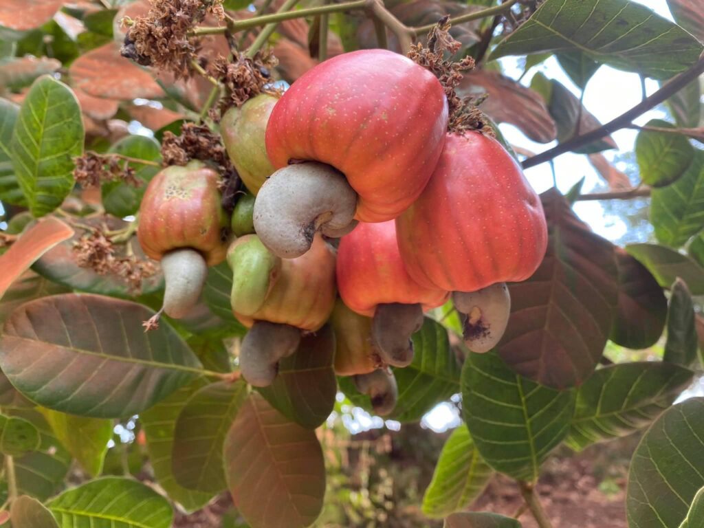 Hạt Điều Bình Phước