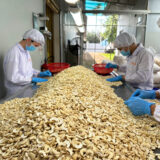 Hạt Điều Tươi Bình Phước Dùng Làm Sữa hạt Điệu