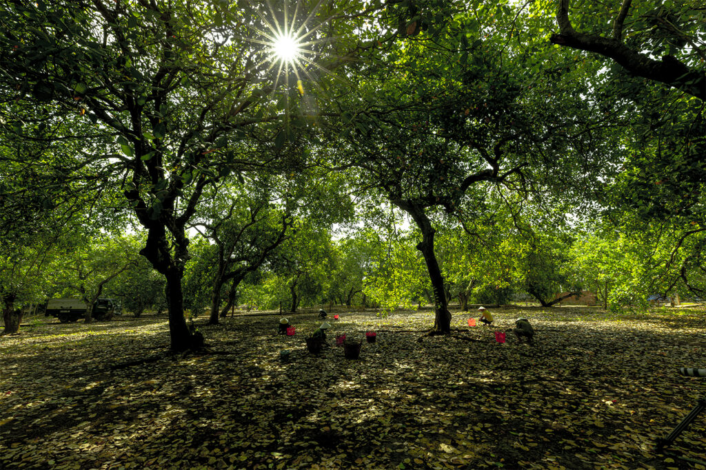 Vườn Điều Bình Phước