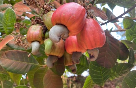 Hạt Điều Bình Phước