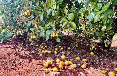 Cây Điều Bình Phước