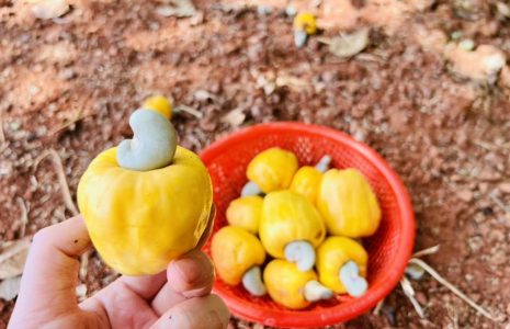 Tác dụng của Quả điều - Cây Điều Bình Phước