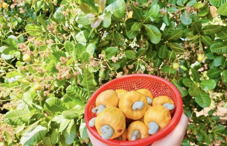 Cây Điều Bình Phước